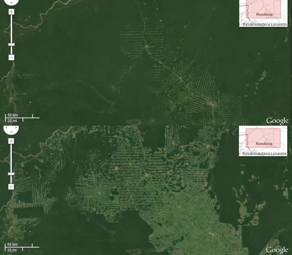 4966890-lasy-deszczowe-amazonii.jpg