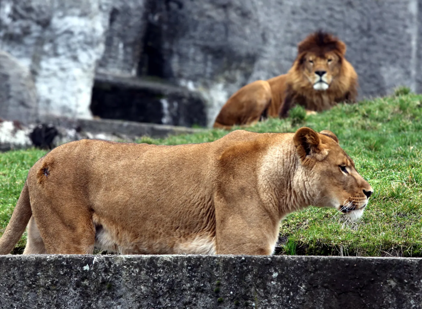 6096439-warszawskie-zoo-zwierzeta.jpg