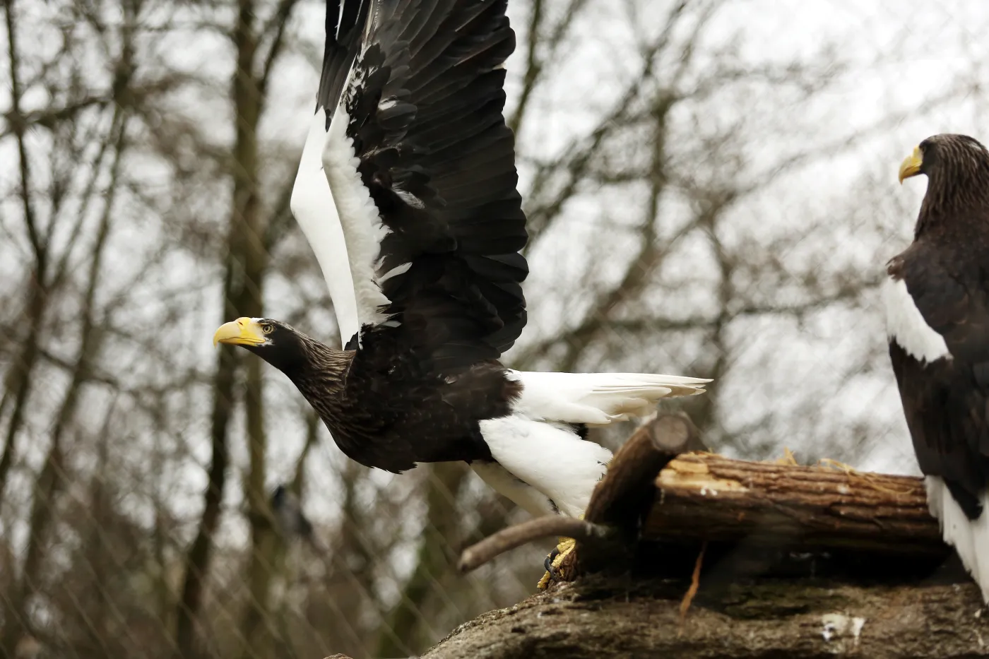 6096184-warszawskie-zoo-zwierzeta.jpg
