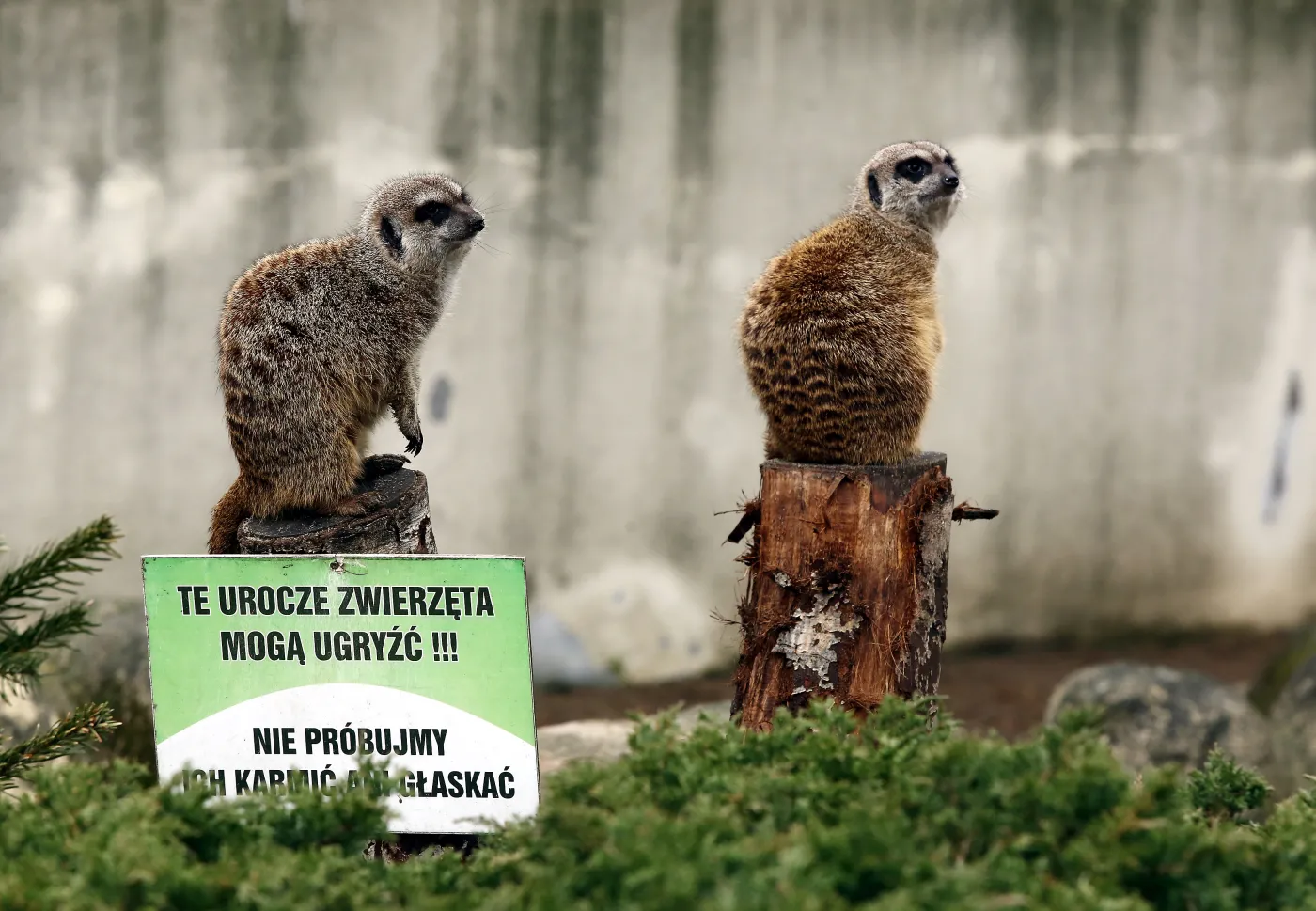 6096213-warszawskie-zoo-zwierzeta.jpg