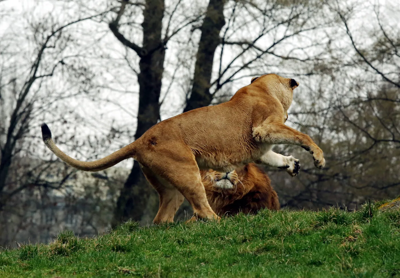 6096298-warszawskie-zoo-zwierzeta.jpg