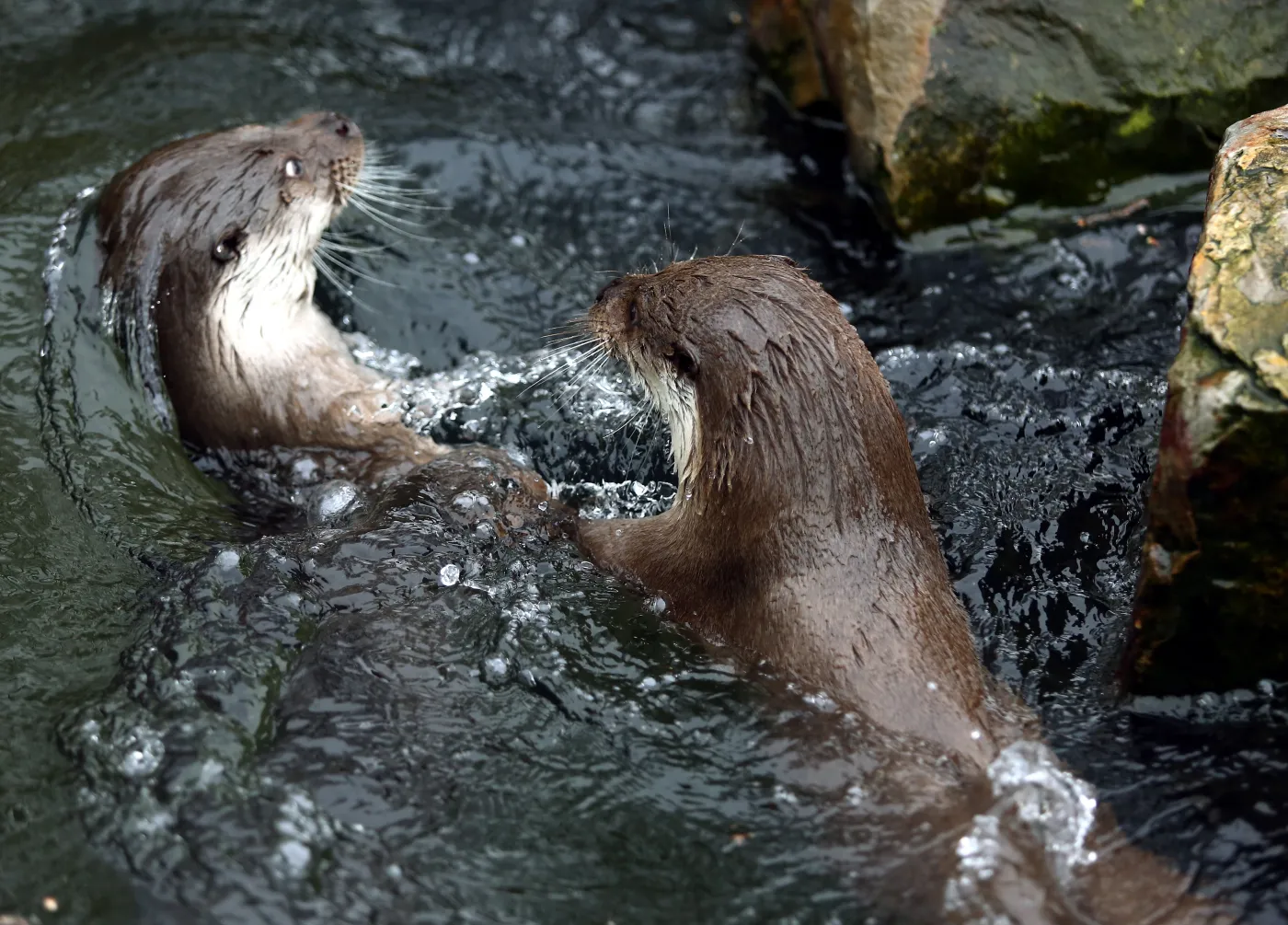 6096327-warszawskie-zoo-zwierzeta.jpg