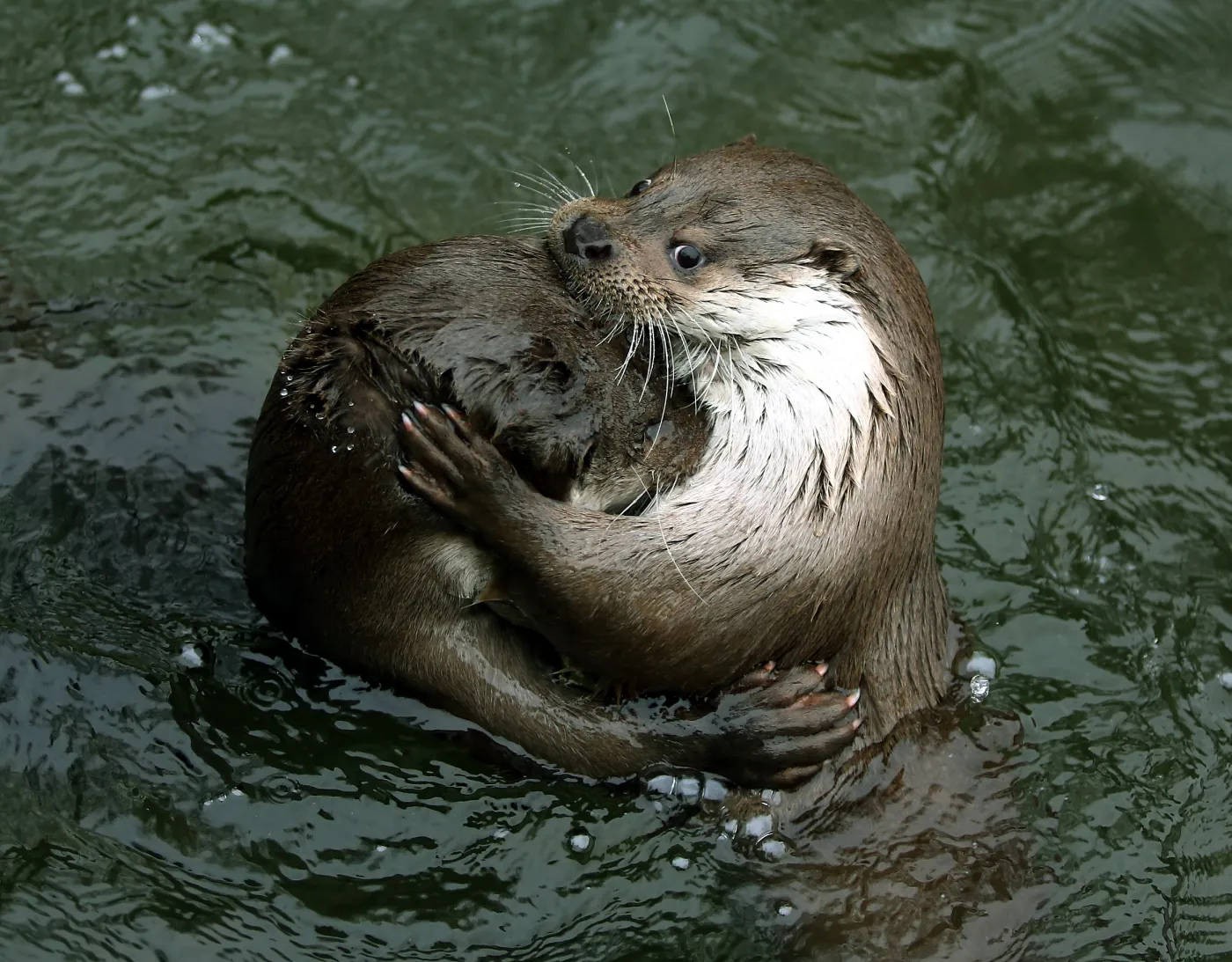 6096356-warszawskie-zoo-zwierzeta.jpg