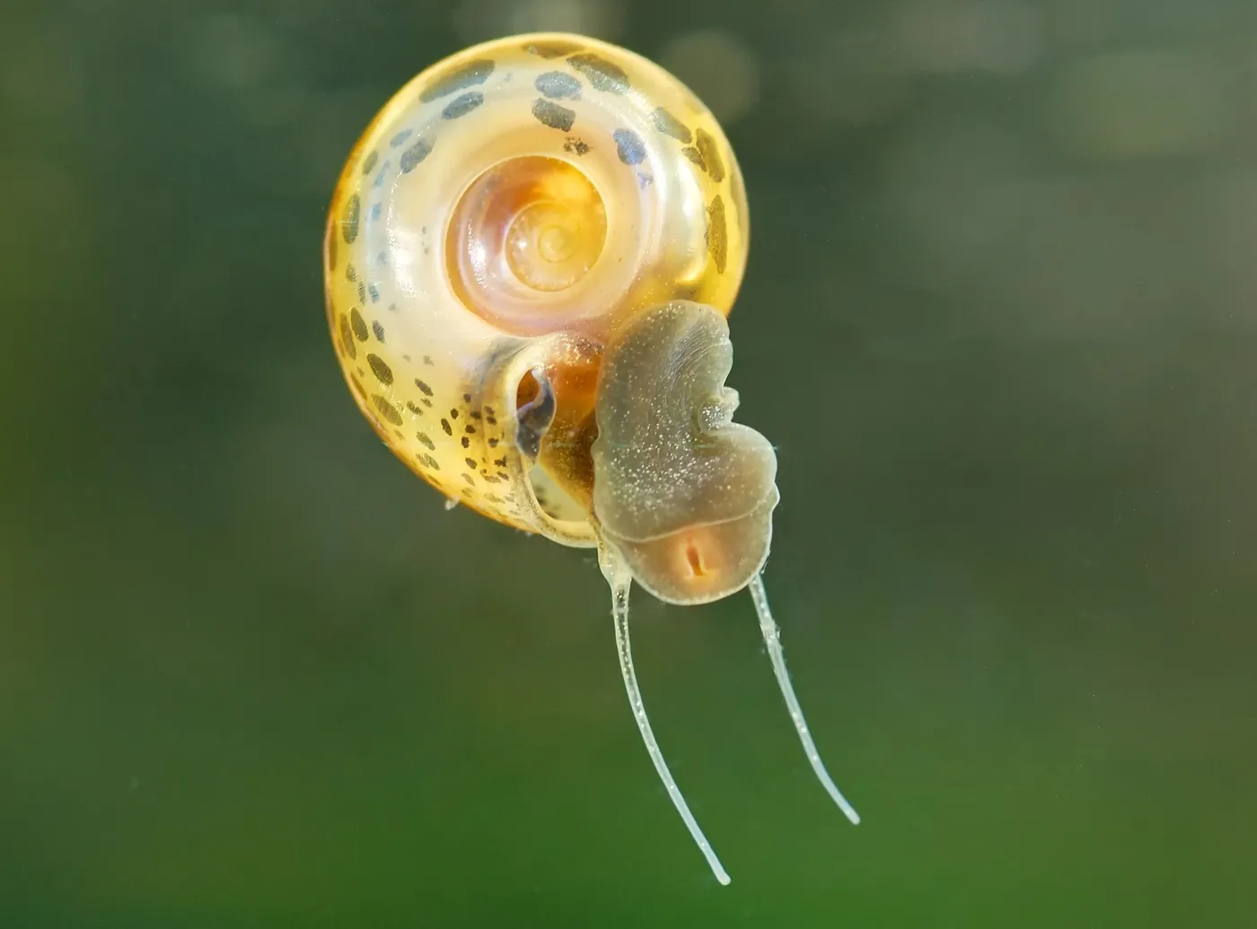 6737709-slimak-schistosomiasis.jpg