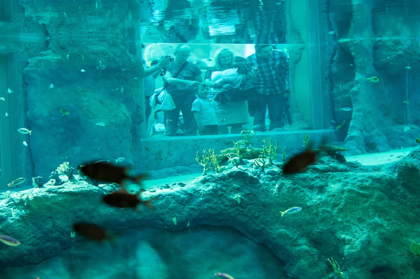 6893963-wroclawskie-afrykarium.jpg