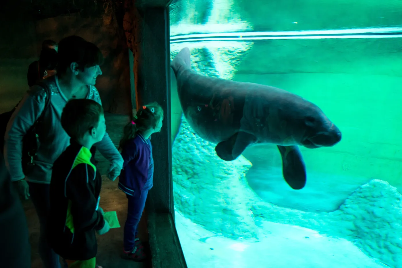 6894079-wroclawskie-afrykarium.jpg