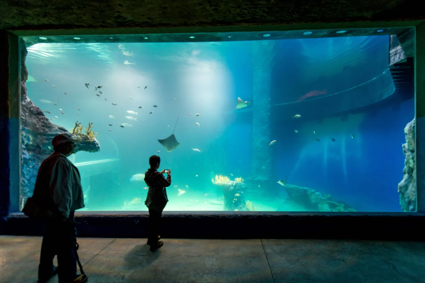 6894137-wroclawskie-afrykarium.jpg