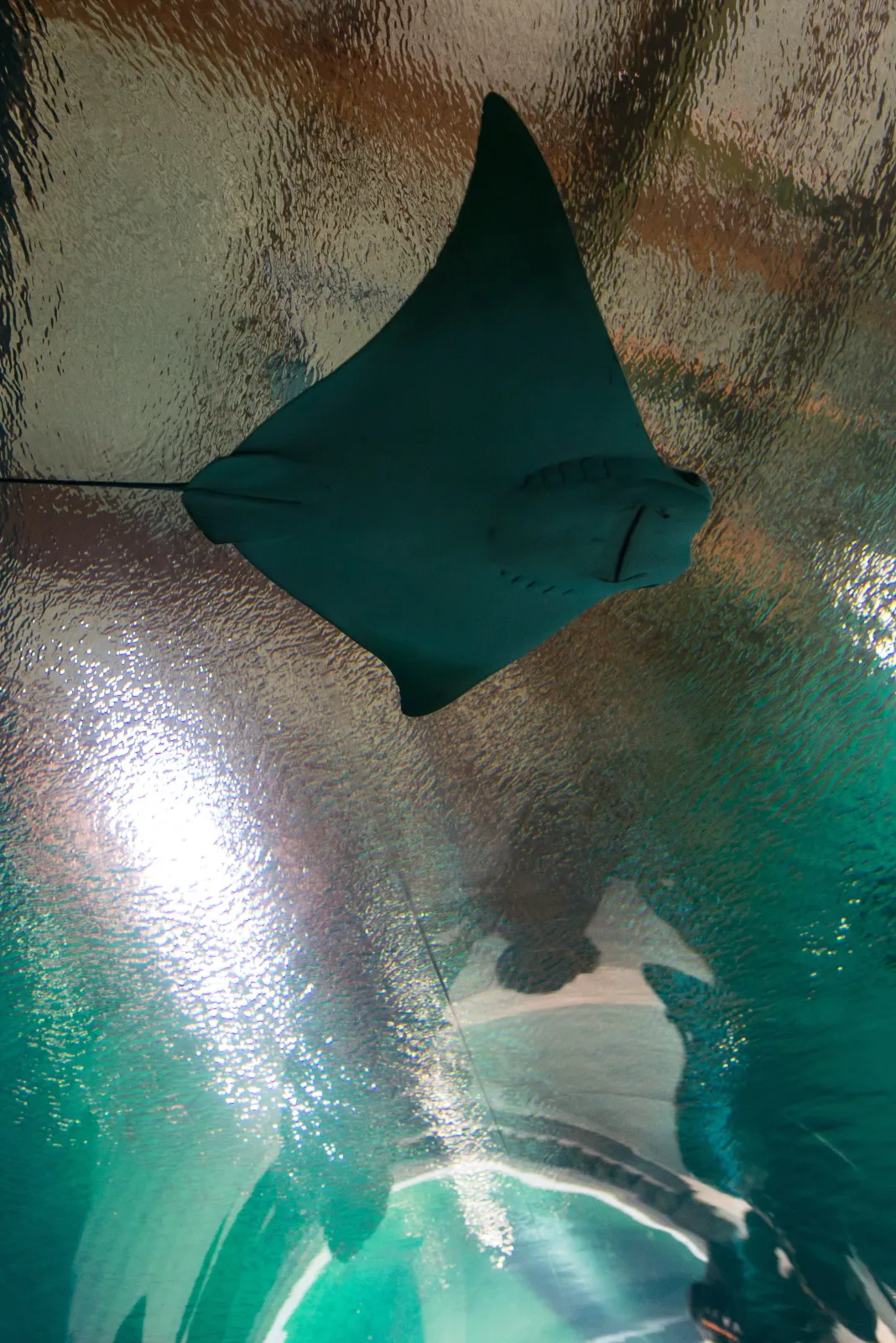 6894224-wroclawskie-afrykarium.jpg