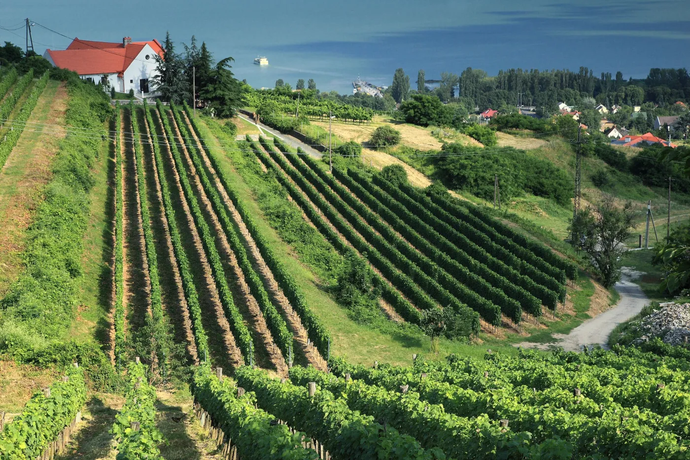 Winnica w Badascony, Węgry