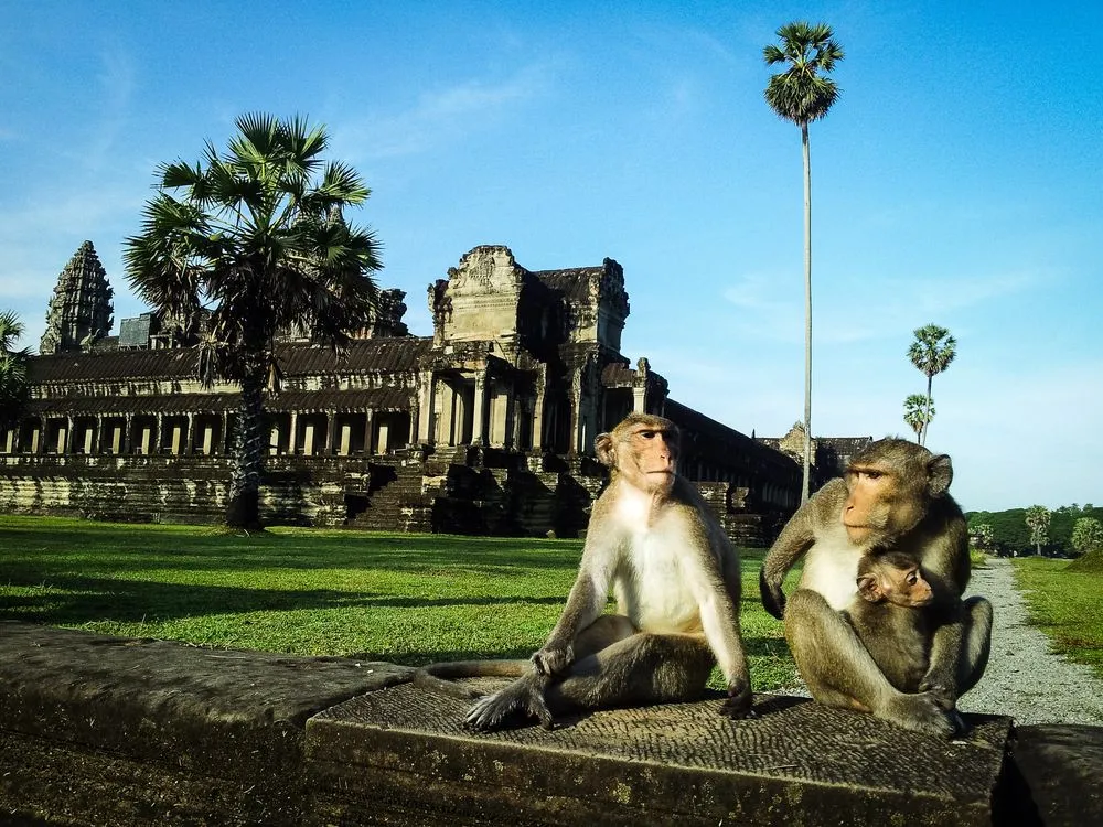 9254576-angkor-wat-kambodza-fot-t.jpg