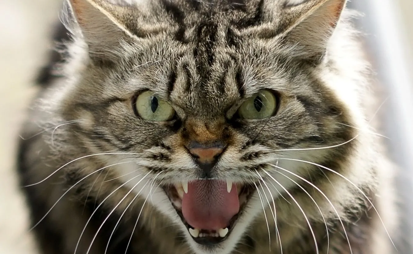 Kot