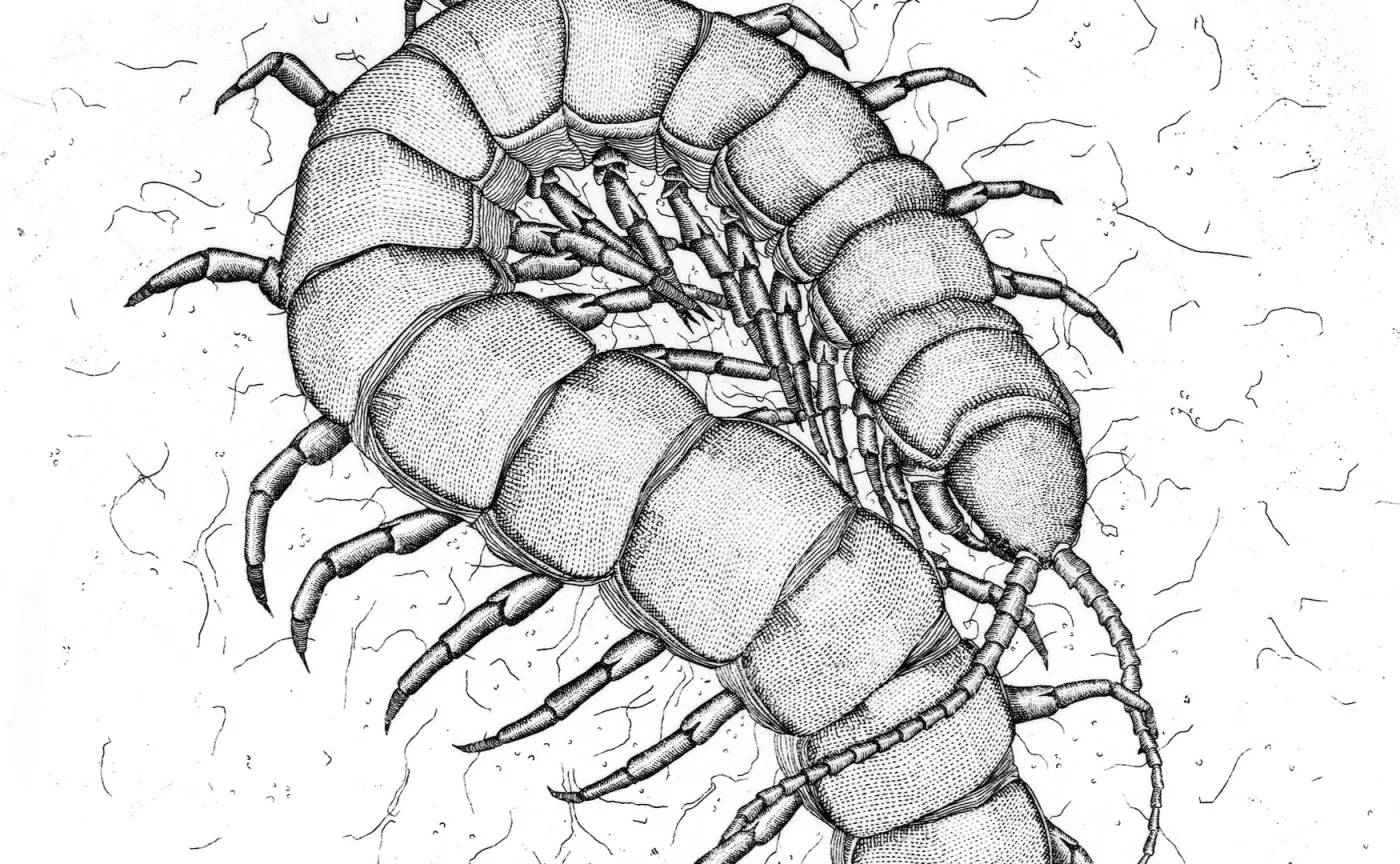 12182577-4-skolopendra-olbrzymia.jpg