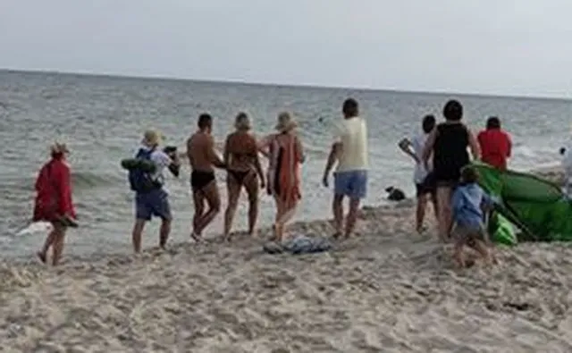 Turyści otoczyli fokę, to ZDJĘCIE wywołało poruszenie. Apel Stacji Morskiej na Helu [WIDEO]