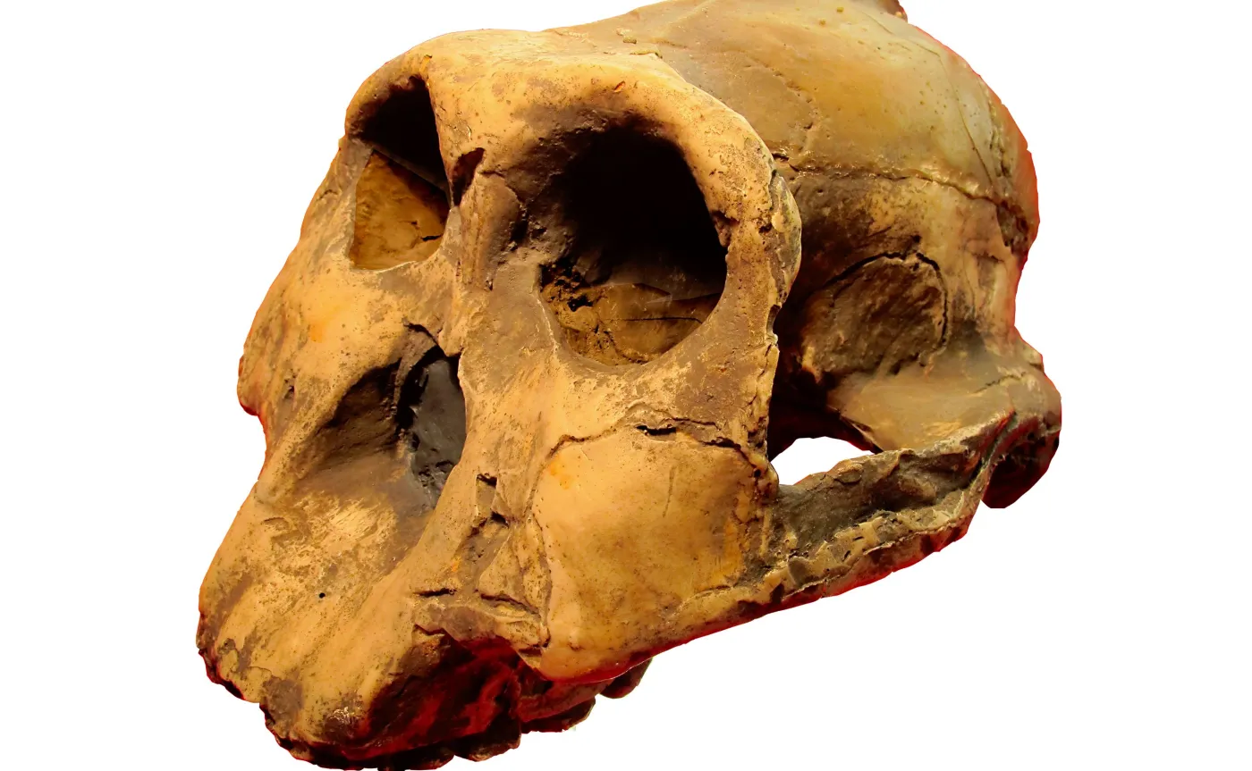 Czaszka Australopithecus boisei
