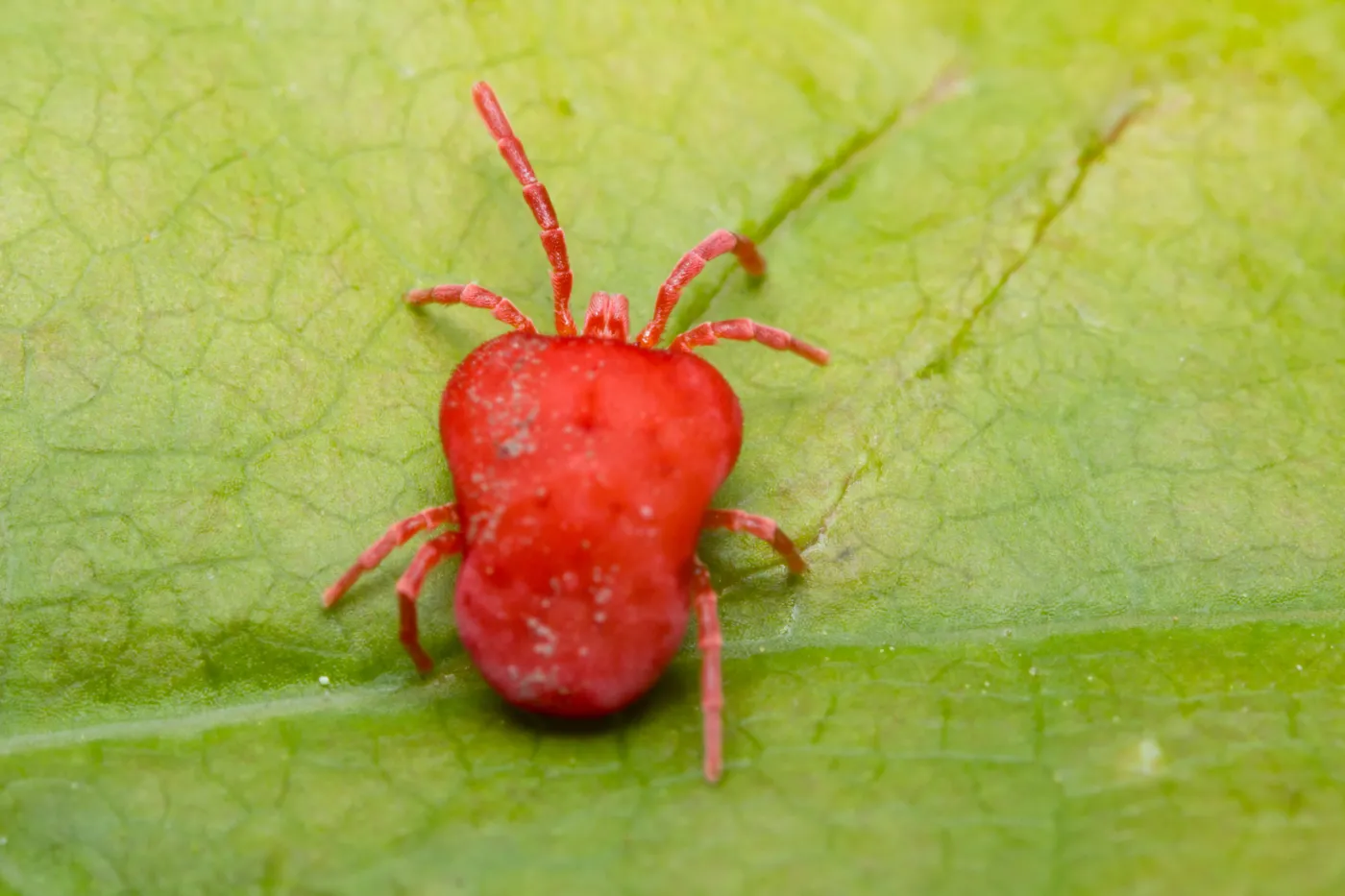 Close,Up,Macro,Red,Velvet,Mite,Or,Trombidiidae,In,Natural