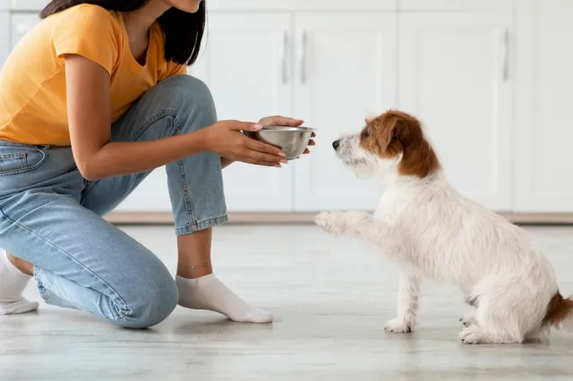 Nie dawaj tego psu. Czego nie może jeść pies? Oto zakazane produkty dla psa [LISTA]