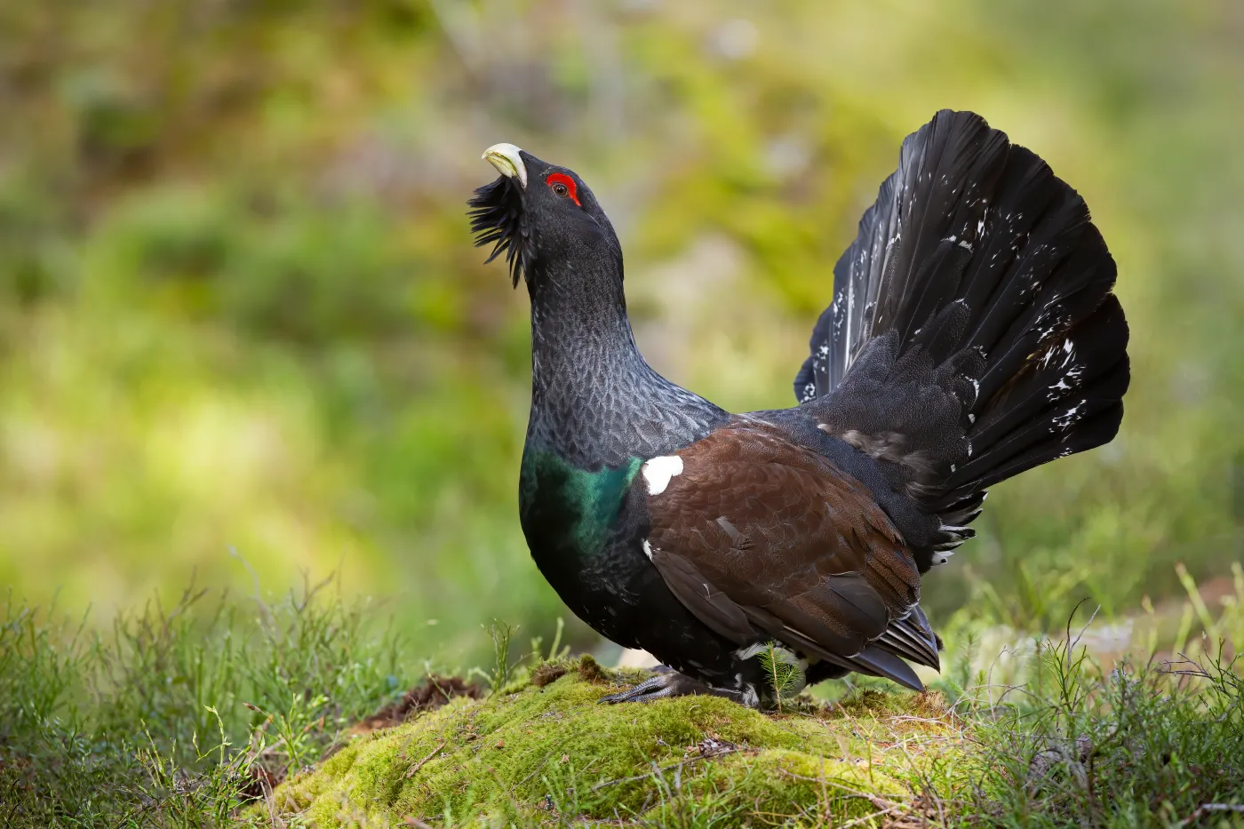 Głuszec Aggressive,Western,Capercaillie,,Tetrao,Urogallus,,Male,Displaying,With,Open,Tail