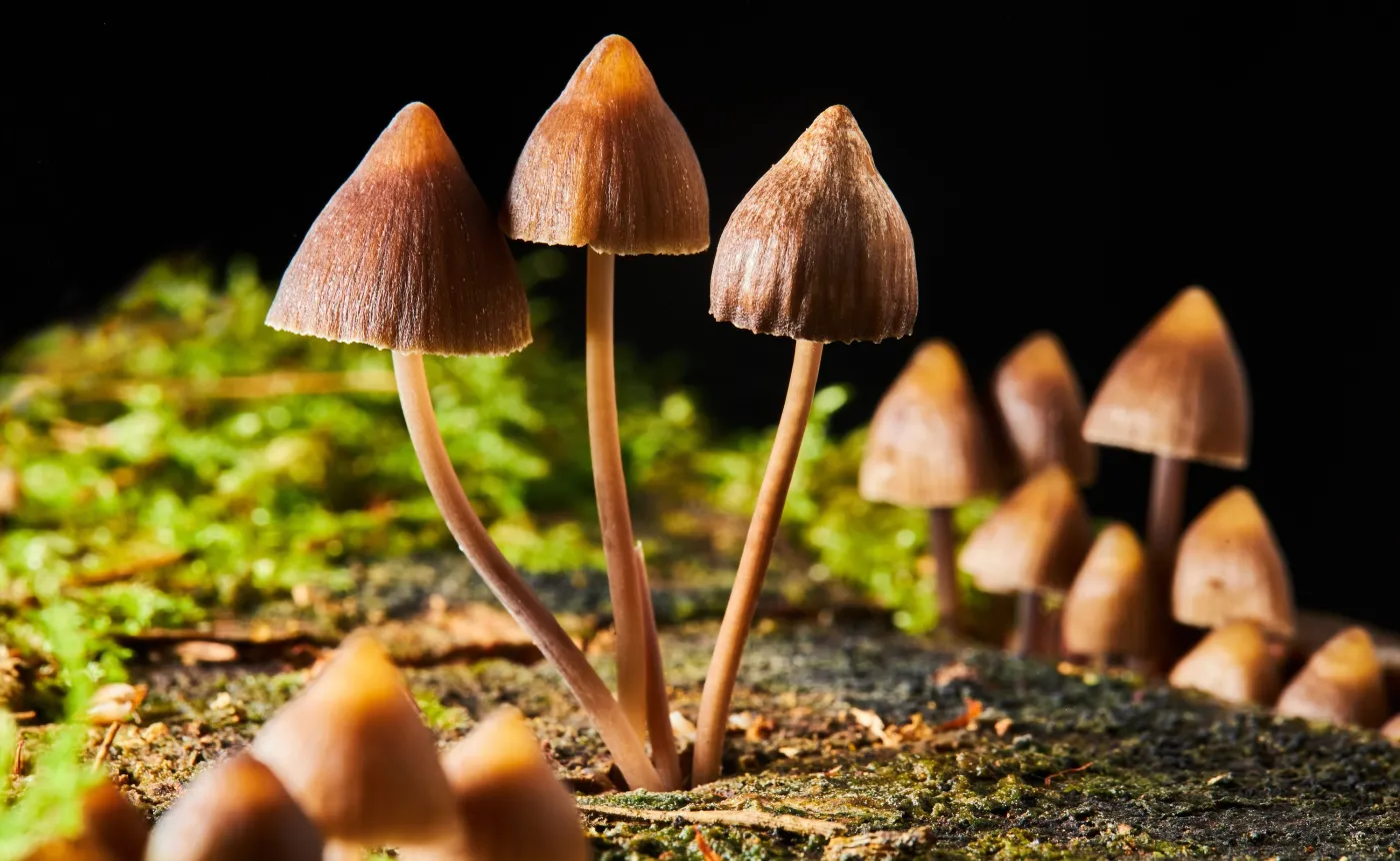 Trujący grzyb łysiczka Psilocybe, grzybki halucynogenne