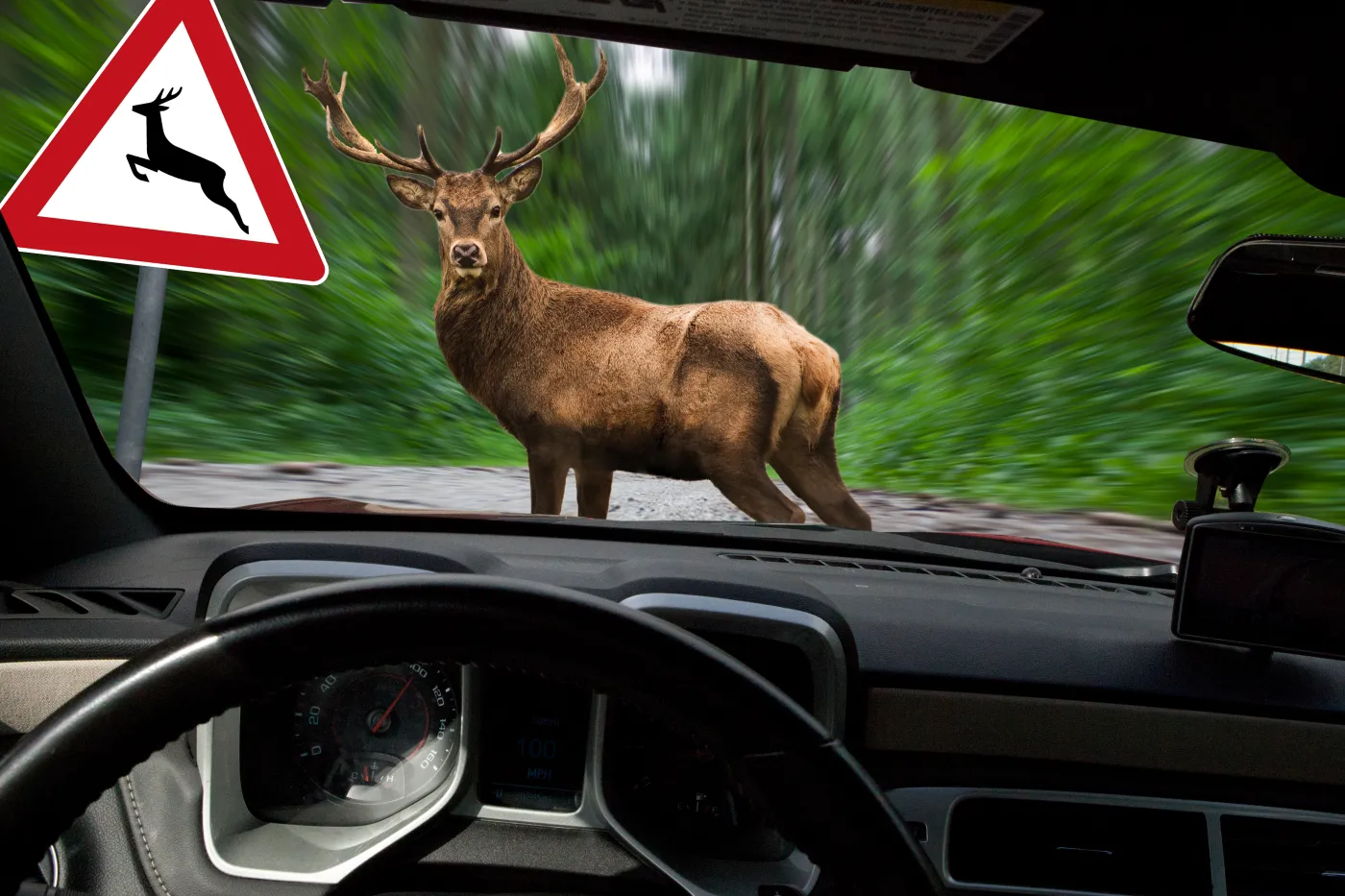 Danger,-,Wildlife,Collision