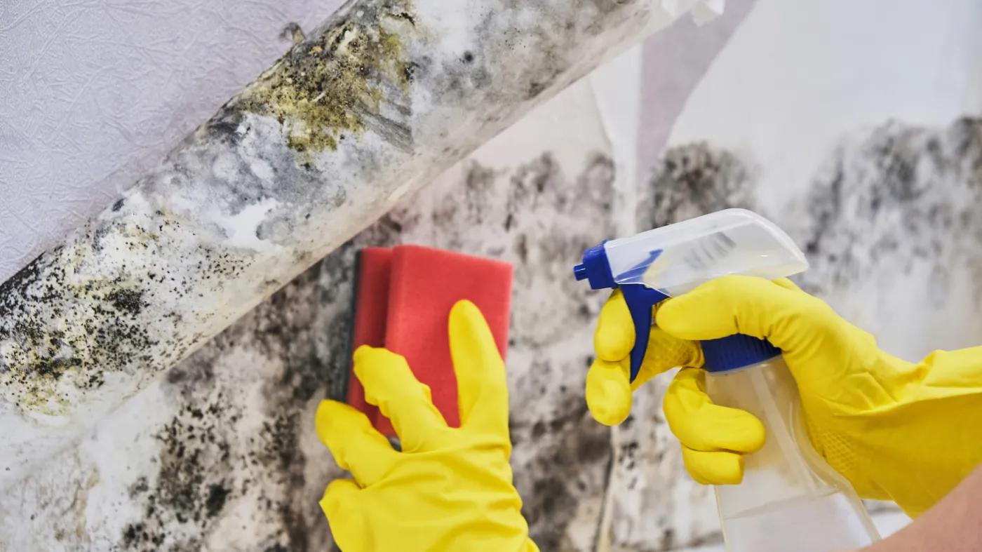Pleśń Grzyb Housekeeper's,Hand,With,Glove,Cleaning,Mold,From,Wall,With,Sponge