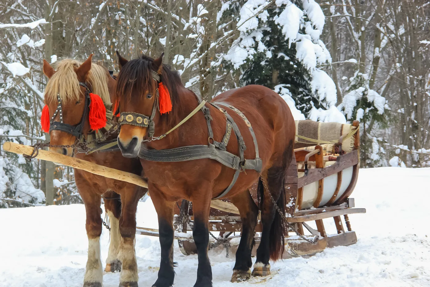Bukowina Tatrzańska – ciekawa alternatywa dla Białki Tatrzańskiej Two,Beautiful,Walking,Horses,In,The,Snowy,Winter