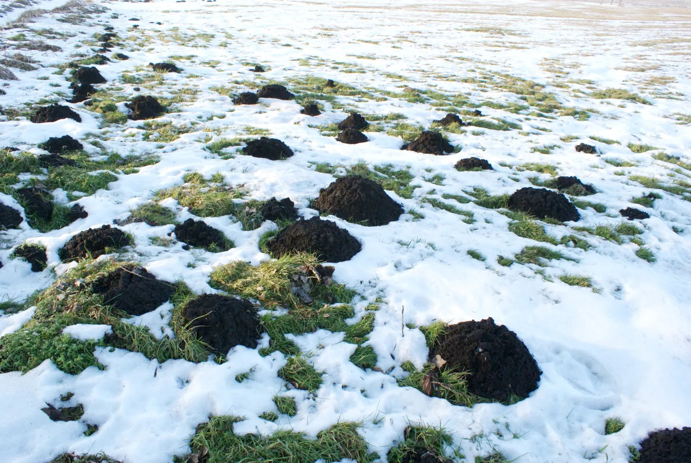 Włóż to do kopca, a kret ucieknie. Skuteczne metody na pozbycie się kreta z ogrodu