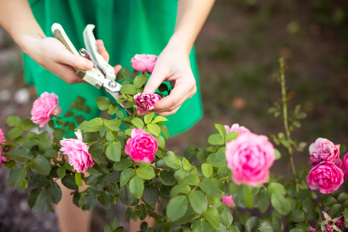 przycinanie róż Róża róże Girl,Cuts,Or,Trims,The,Bush,(rose),With,Secateur,In