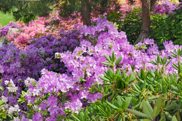 Rododendron ma zwinięte liście po zimie? Wykonaj ten zabieg, a ładnie odżyje