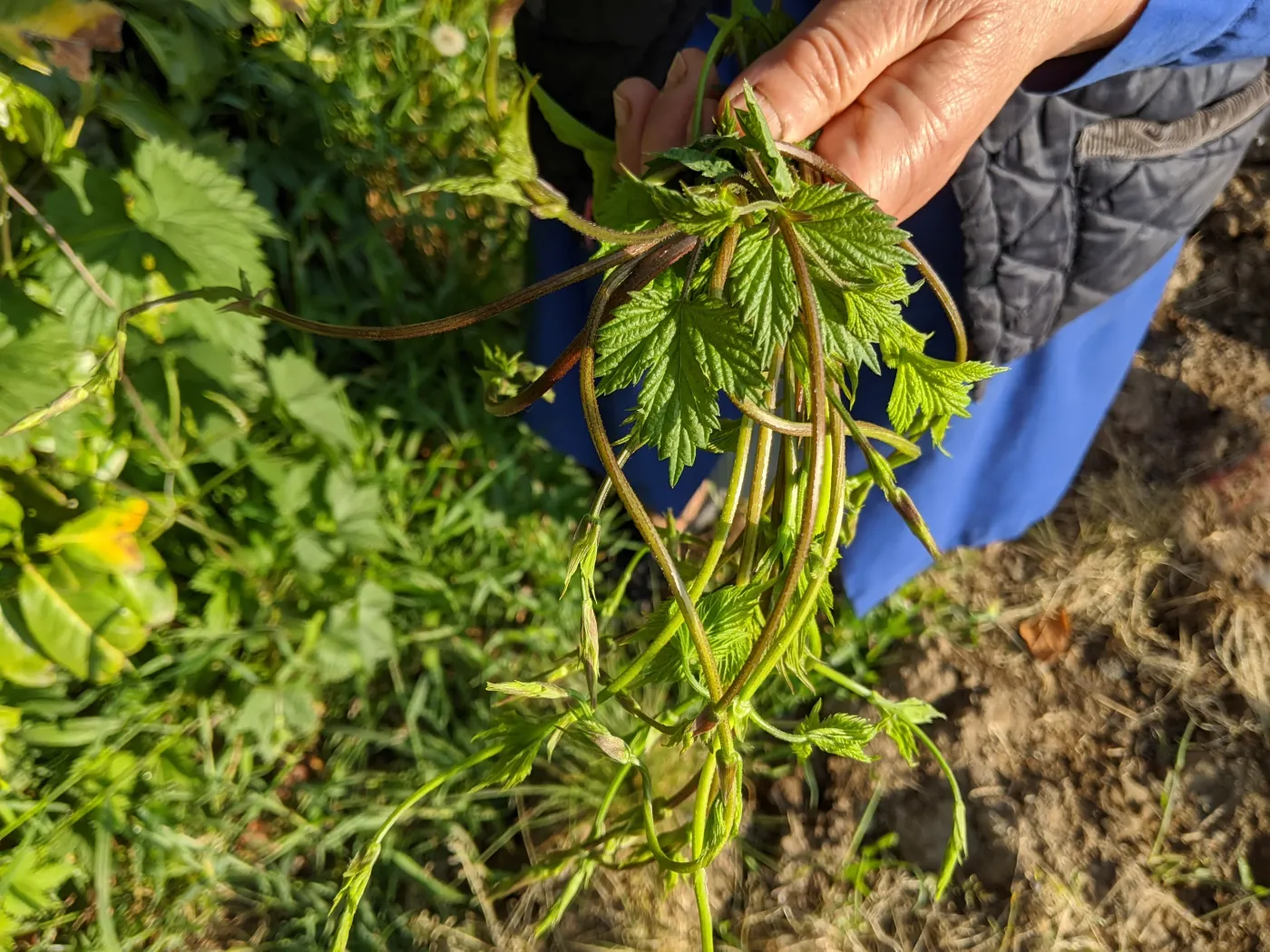 Chmiel zwyczajny Humulus lupulus pędy szyszki chmielu Hop,Sprouts,,Wild,Herb,Used,In,Worldwide,Cuisine