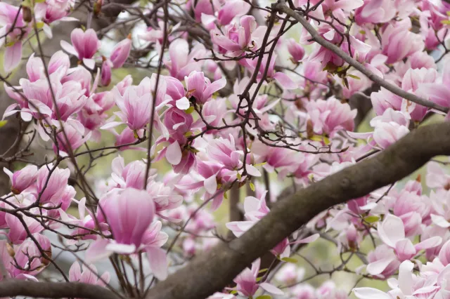 To najbardziej szkodzi magnolii. Uważaj, bo nie będzie kwitła