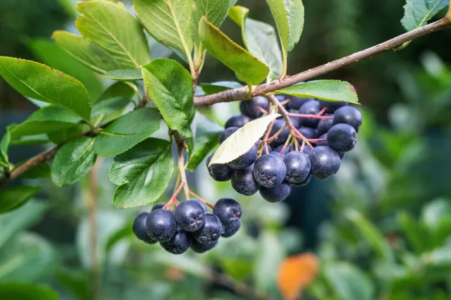 Wykonaj ten zabieg już teraz. Latem aronia odwdzięczy się kilogramami owoców
