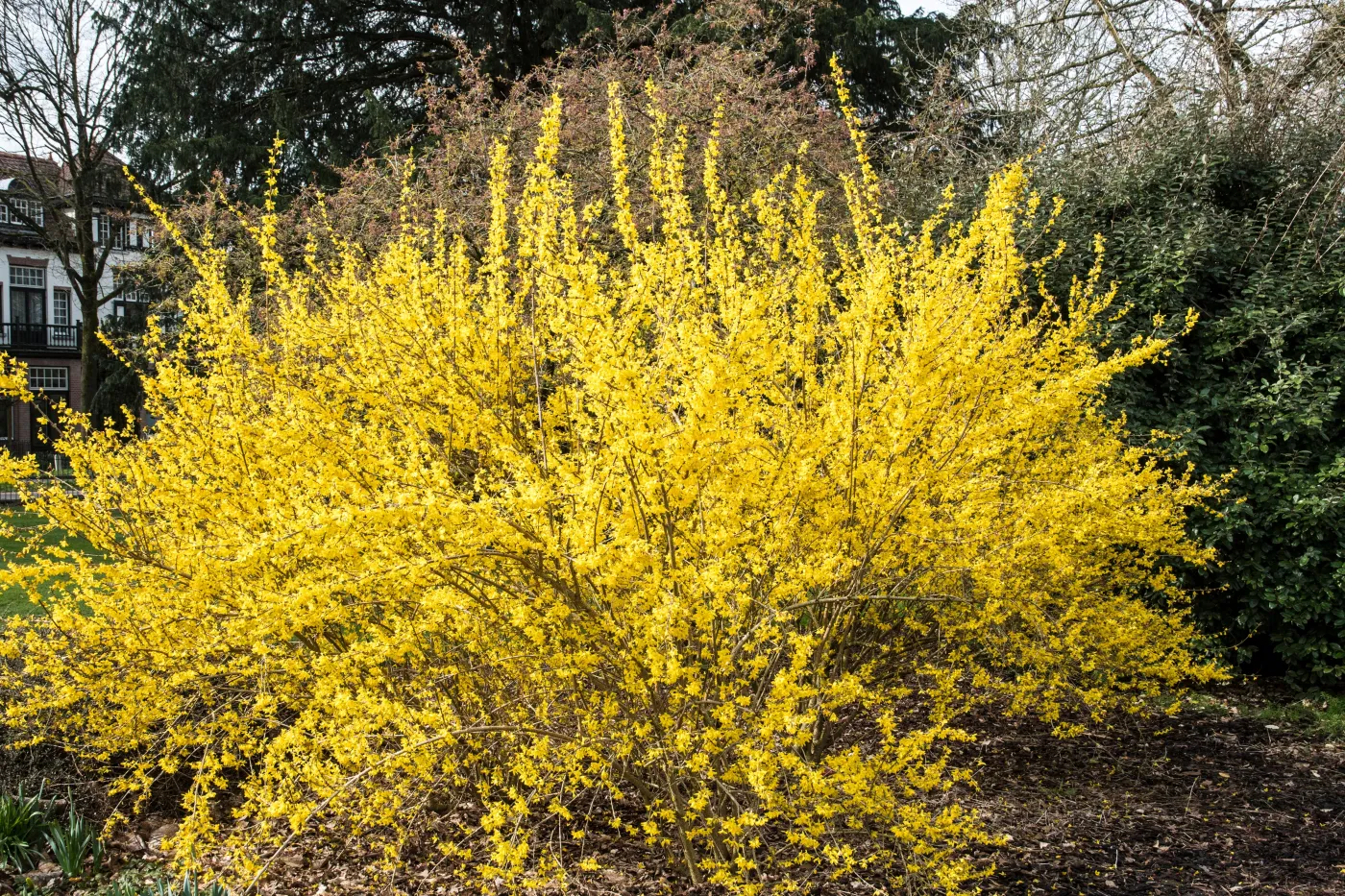 forsycja