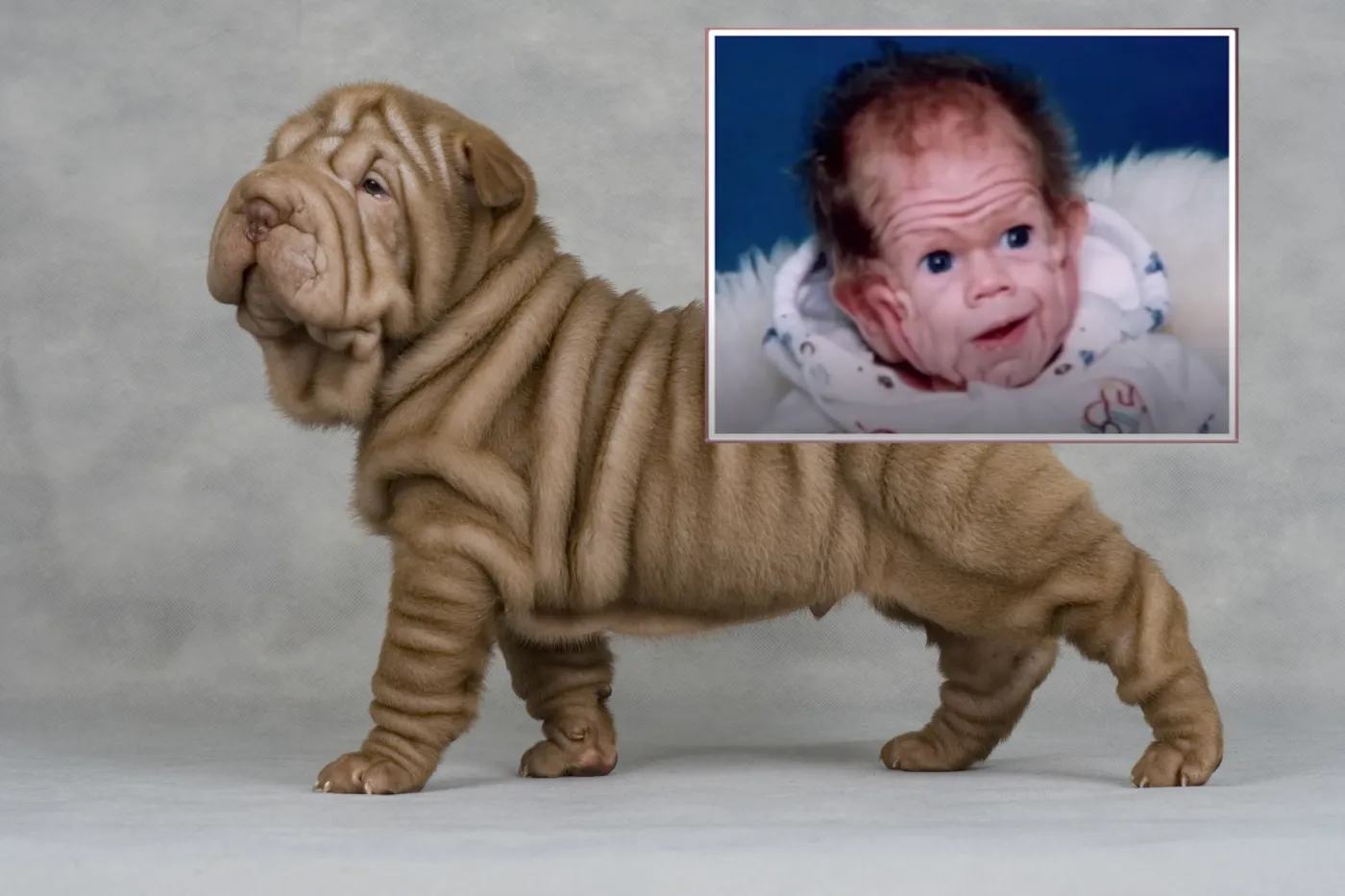 Shar pei i Tomm Tennent