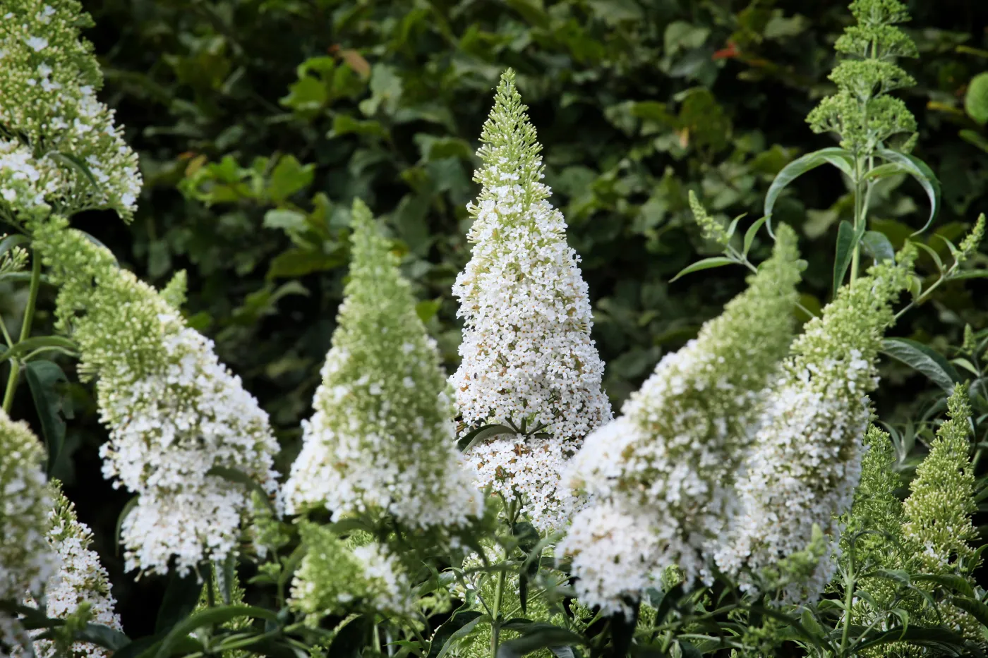 Budleja Davida Dawida Buddleja,Davidii,'white,Profusion',,Butterfly,Bush,In,Flower