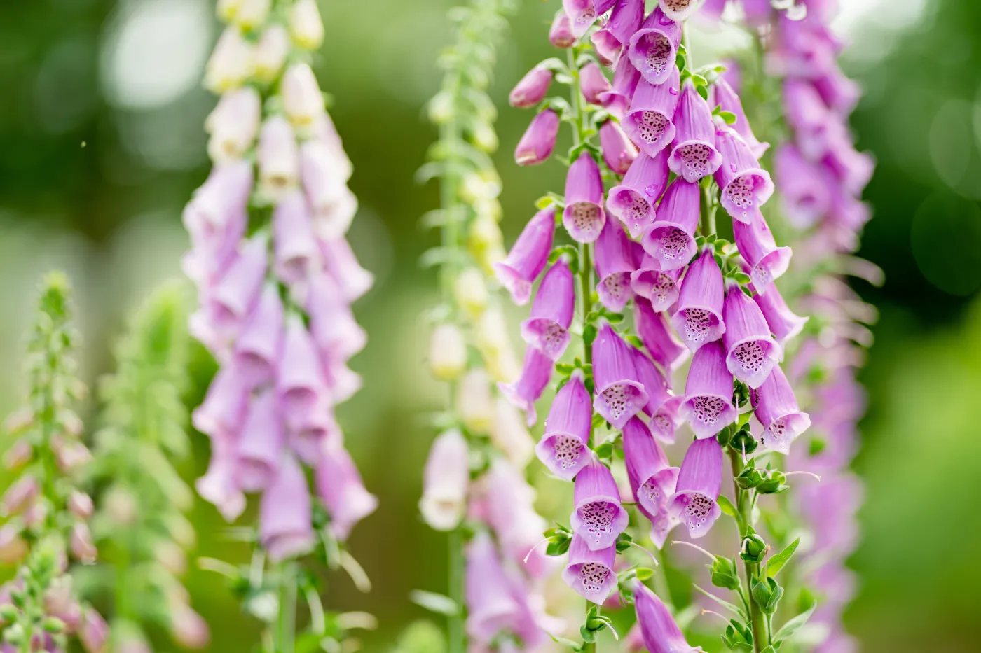 Naparstnica purpurowa ogród kwiaty rośliny ozdobne  kwiat Beautiful,Purple,Foxglove,Flowers,Blossoming,In,The,Garden,On,Sunny