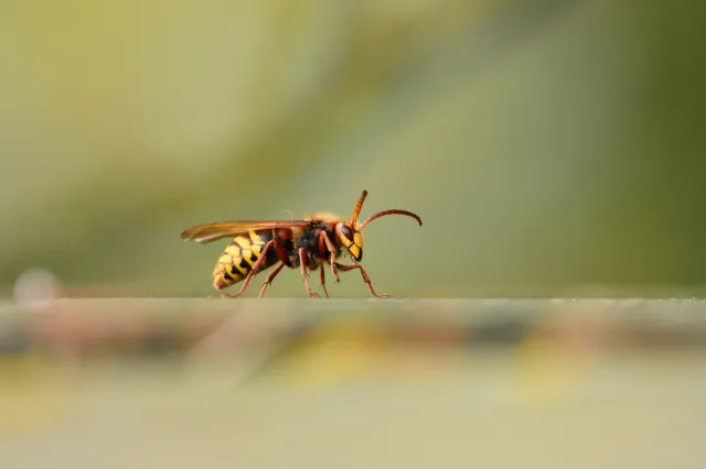 Ich jad może być groźny. Są jednak naturalne sposoby, by odstraszyć je z ogrodu