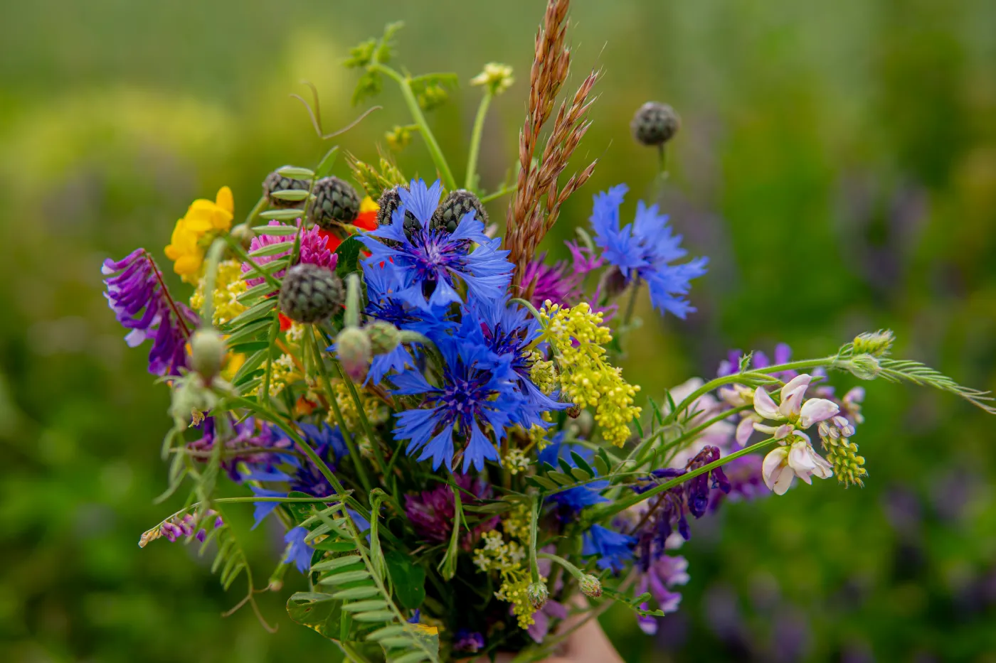 Detail,Of,A,Hand,Holding,Bouquet,Of,Colorful,Wild,Flowers