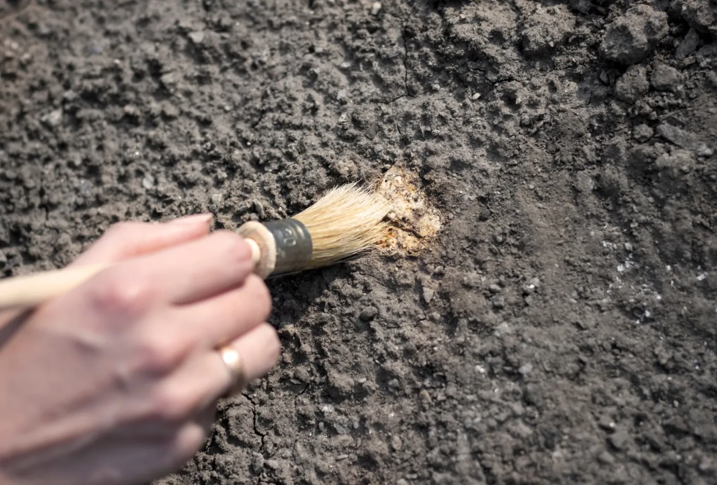Archeology,Female,Hand,Holds,Brush,A,Tassel,Excavation,Of,Rare