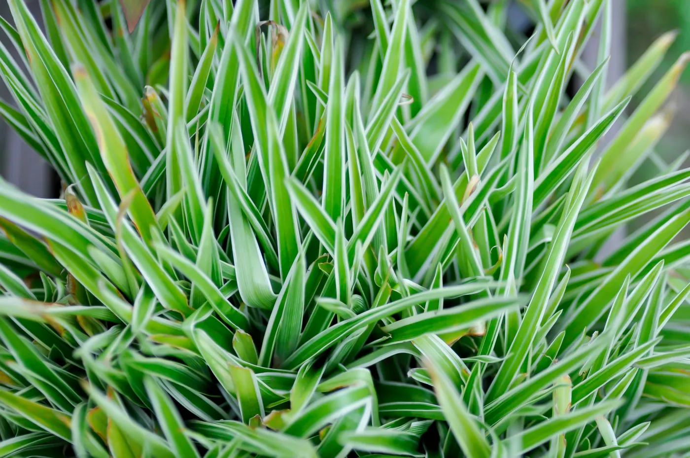 Zielistka zielistek zielistka steinberga roślina domowa doniczkowa pokojowa Chlorophytum,Comosum,Variegatum,,,Variegatum,Or,Asparagaceae,,Chlorophytum,Bichetii,Plant