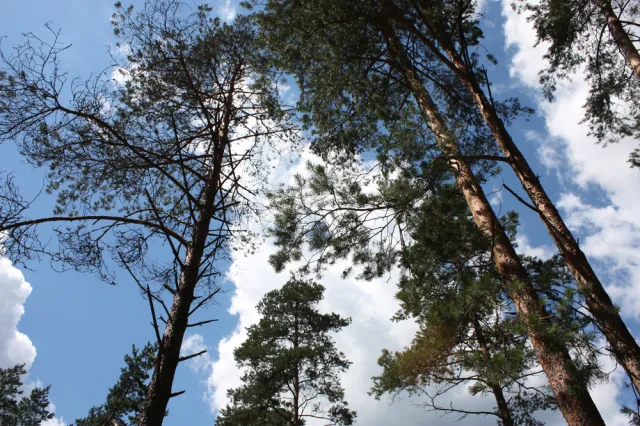 Okroją Świętokrzyski Park Narodowy? "Fragment liczący ok. 5 ha ma być wyłączony na rzecz Kościoła"
