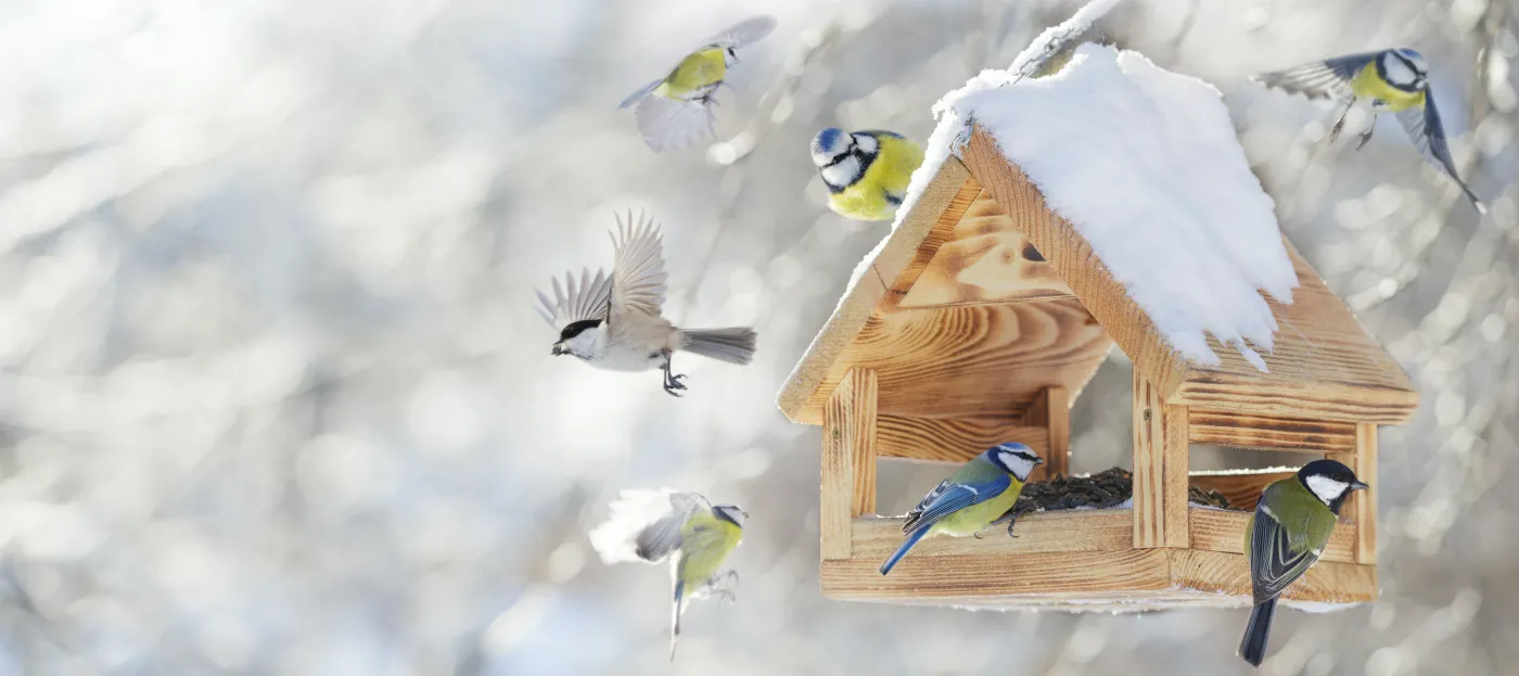 Sikorka sikorki dokarmianie sikorek ptaki ptak zima karmnik Group,Of,Little,Birds,Feeding,On,A,Bird,Feeder,With