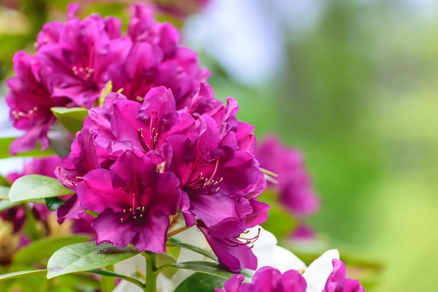 rododendron