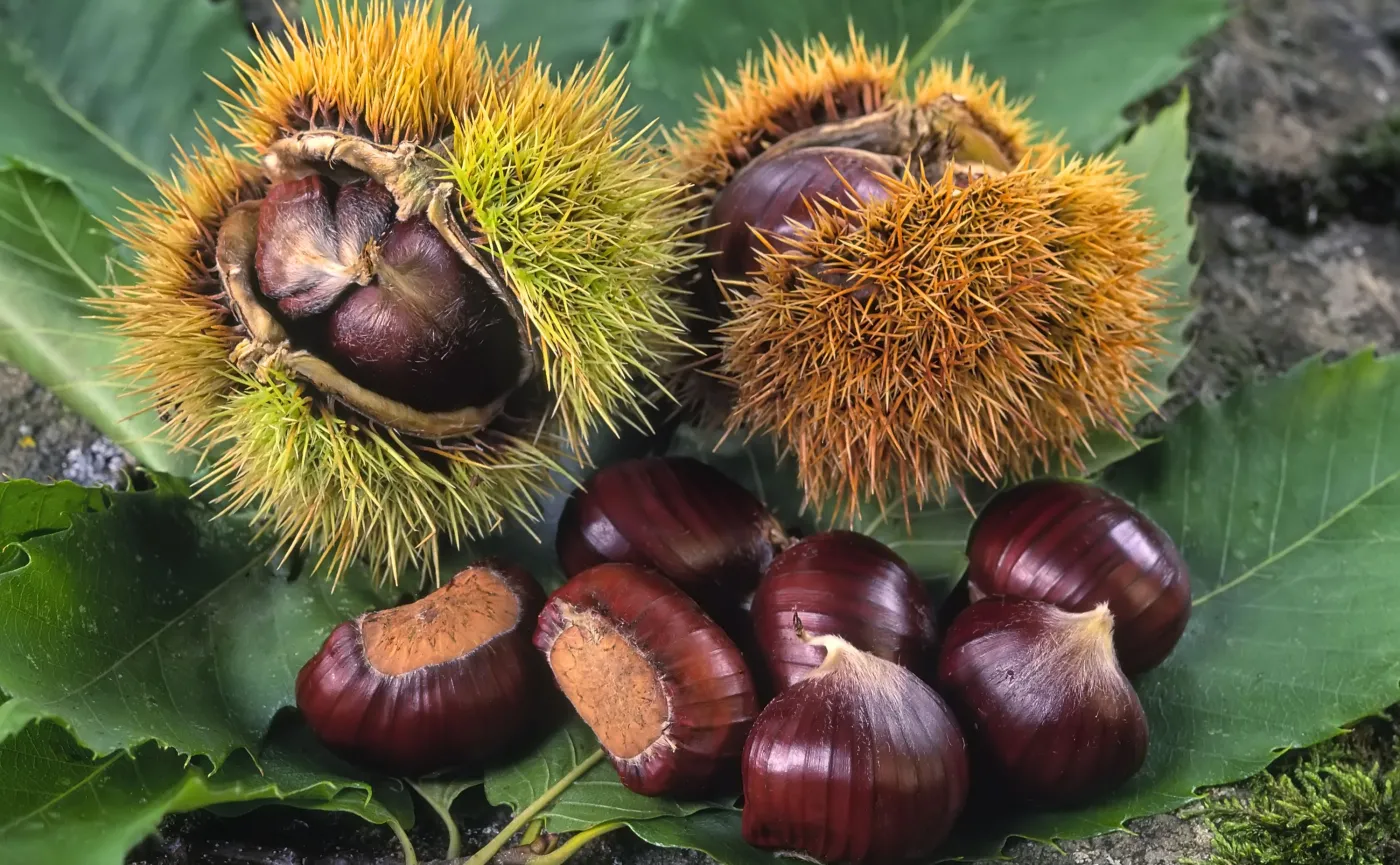 Kasztany jadalne, Castanea sativa