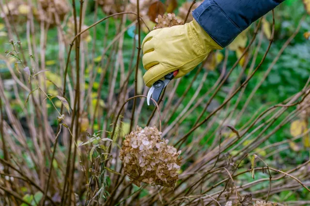 Źle utniesz i nie zakwitną w sezonie. Kiedy i jak przycinać hortensje bukietowe, ogrodowe i krzewiaste na wiosnę?
