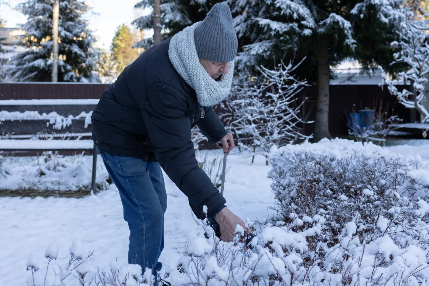 Senior,Male,Caring,For,Bushes,In,Winter,Landscape,Emphasizing,Activity