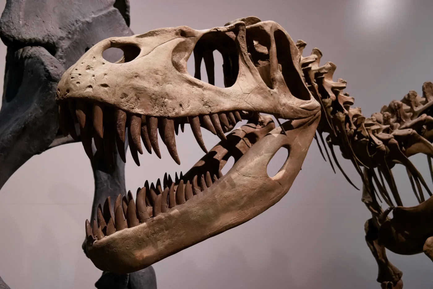 Quiz o dinozaurach. Sprawdź swoją wiedzę