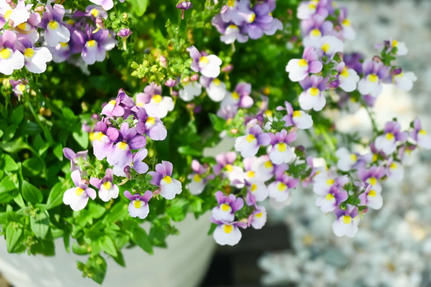 To nowa królowa polskich balkonów. Ten kwiat zdetronizuje pelargonie?