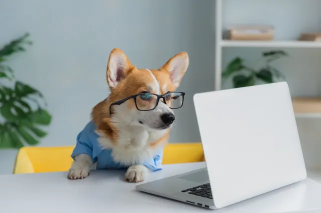 Corgi - niewielki pies z wielką osobowością. Charakter, pielęgnacja i wszystko, co warto wiedzieć