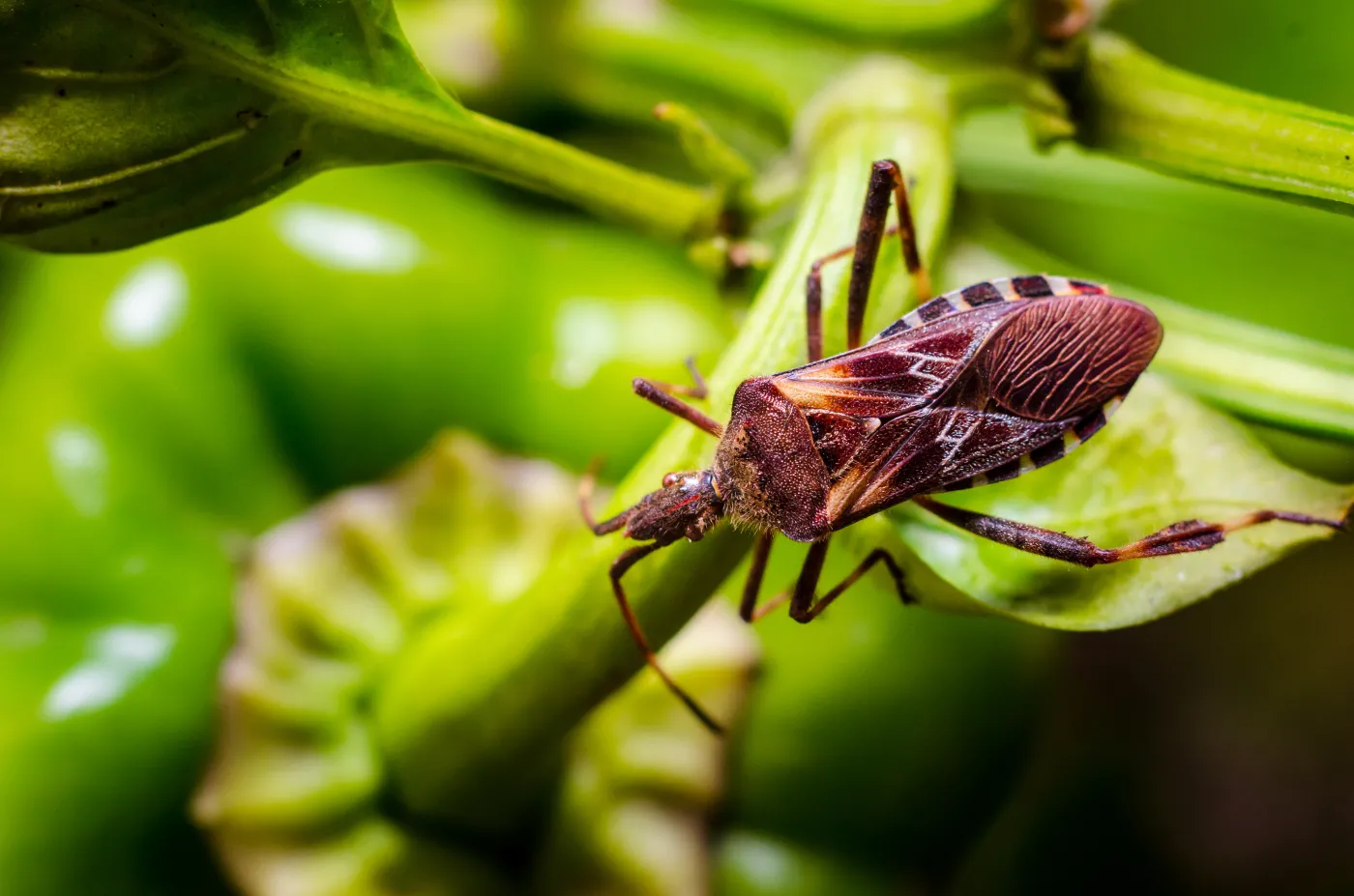 Wtyk amerykański (Leptoglossus occidentalis)