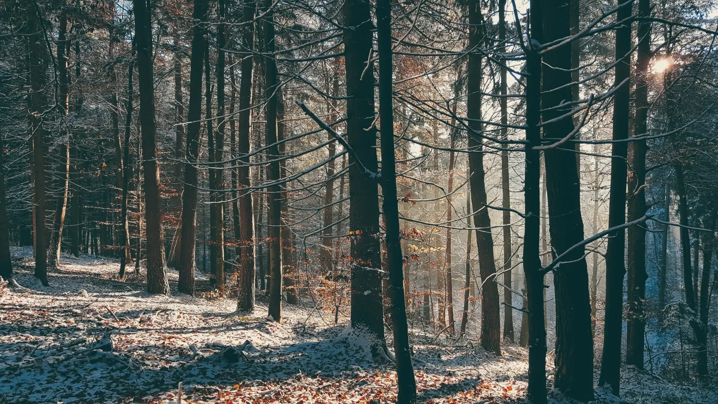 Prognoza długoterminowa. Czym zaskoczy nas jesień i zima?